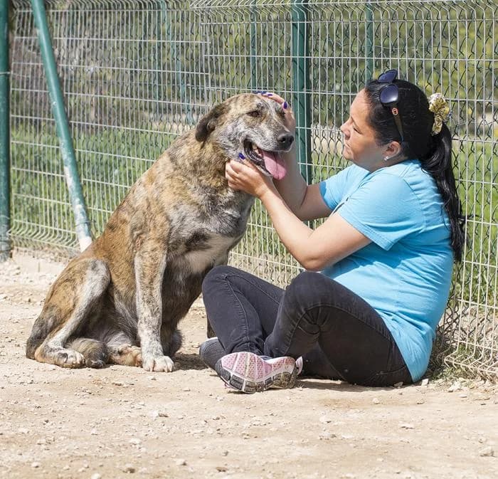 Portela, female senior mixed breed for adoption at Protectora Oriolana