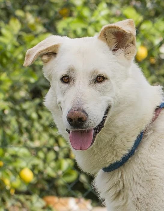Palomo, male 7yo mixed breed for adoption at Protectora Oriolana