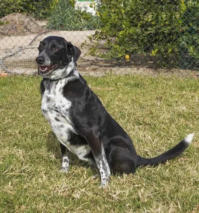 Lexy, female senior Mixed Breed for adoption at Protectora Oriolana