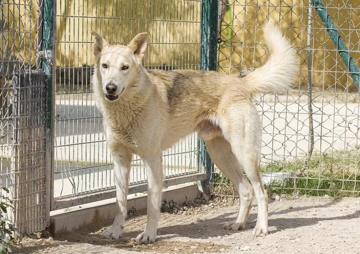 Mari�as, male senior Mixed Breed for adoption at Protectora Oriolana