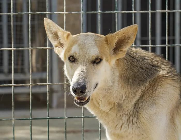 Karmele, female senior Mixed Breed for adoption at Protectora Oriolana