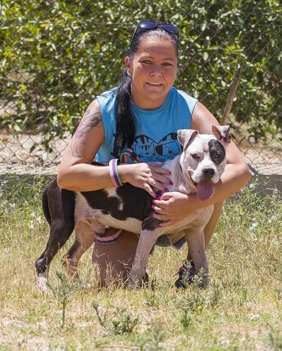 Foyone, male senior Staffordshire Bull Terrier for adoption at Protectora Oriolana