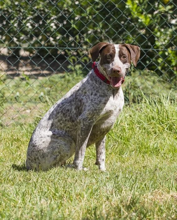 Lola, female 4yo mixed breed for adoption at Protectora Oriolana