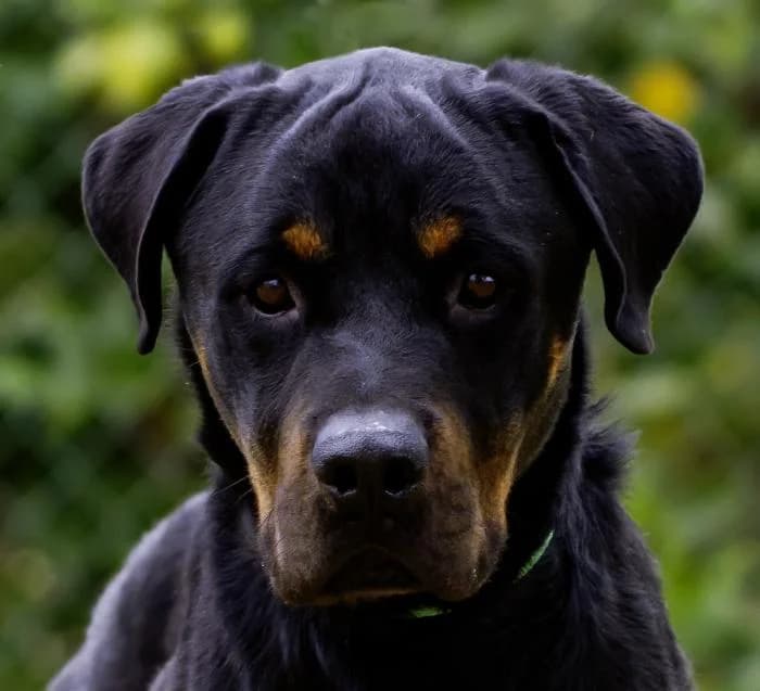 Snatch, male 7yo Rottweiler for adoption at Protectora Oriolana