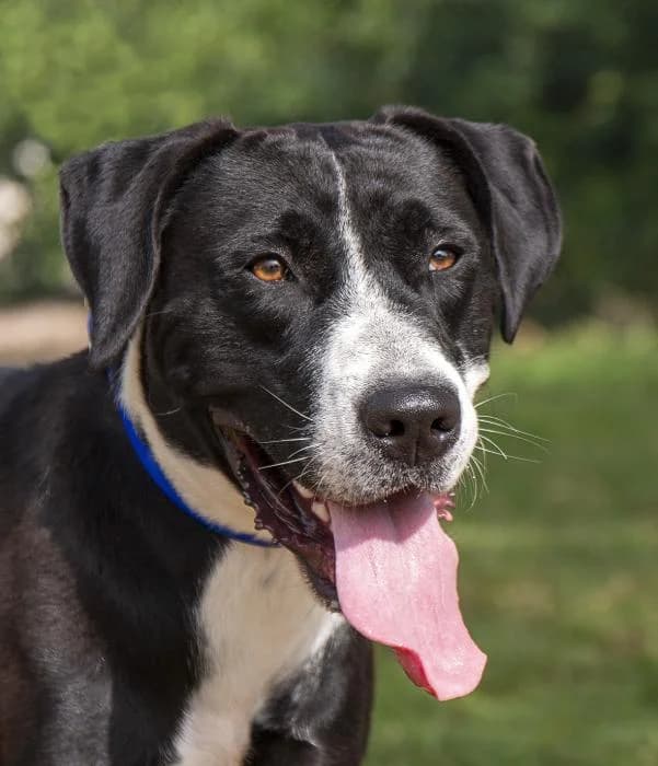 Yeso, male 4yo Mixed Breed for adoption at Protectora Oriolana