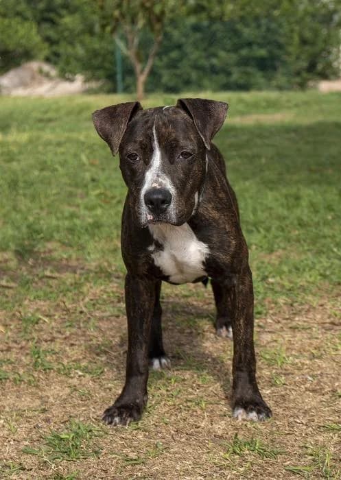 Fili, male 6yo Mixed Breed for adoption at Protectora Oriolana