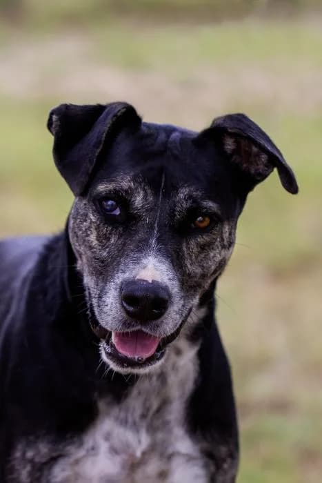 Apolo, male 6yo Mixed Breed for adoption at Protectora Oriolana