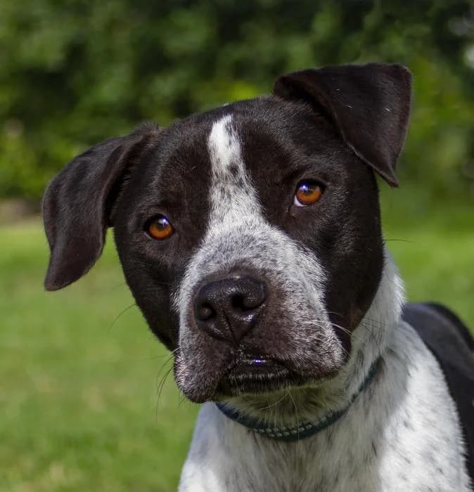 Oporto, male 7yo Pit Bull Terrier for adoption at Protectora Oriolana