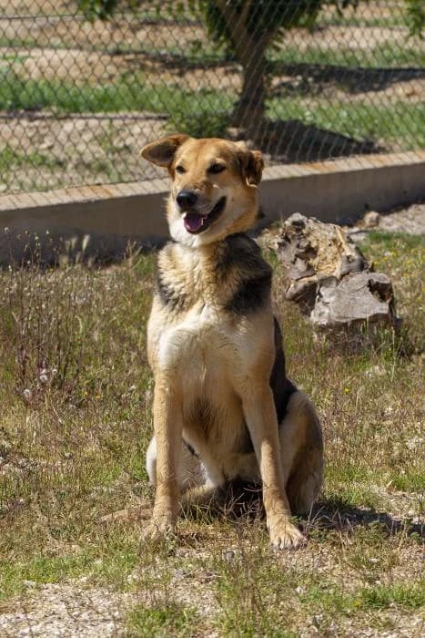 Finca, female senior Mixed Breed for adoption at Protectora Oriolana