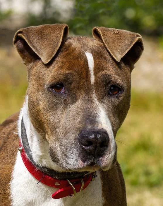 X�tiva, female senior American Staffordshire Terrier for adoption at Protectora Oriolana