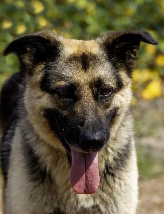 Luka, male 4yo mixed breed for adoption at Protectora Oriolana