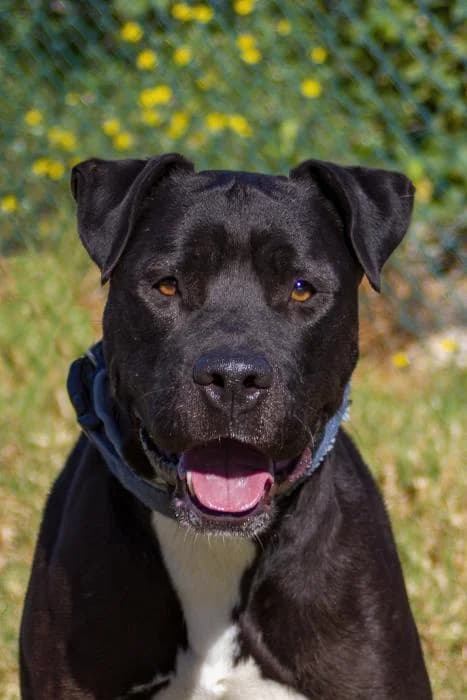Ping�ino, male 6yo American Staffordshire Terrier for adoption at Protectora Oriolana