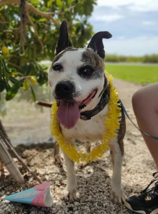 Mamasota, female senior American Staffordshire Terrier for adoption at Protectora Oriolana