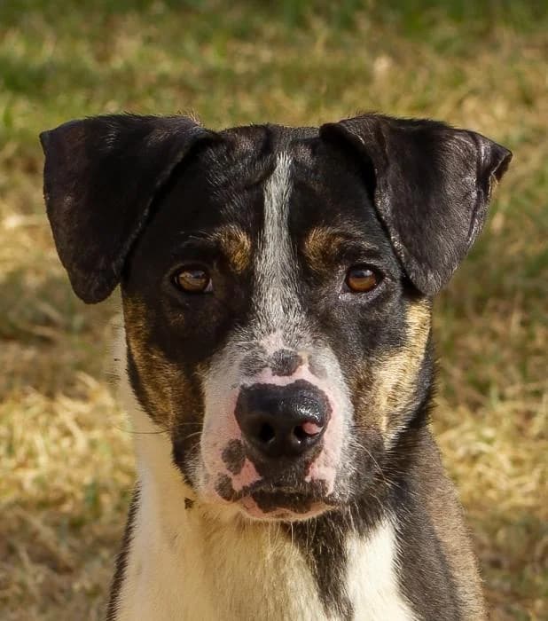 Yoko, male 3yo Mixed Breed for adoption at Protectora Oriolana
