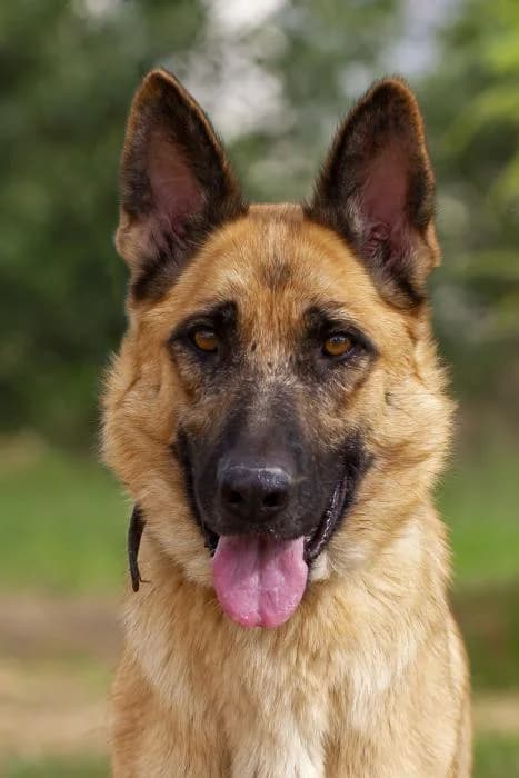 Galleta, female 5yo German Shepherd for adoption at Protectora Oriolana