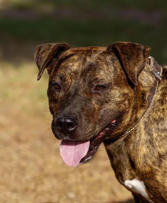 Chulo, male 6yo American Staffordshire Terrier for adoption at Protectora Oriolana