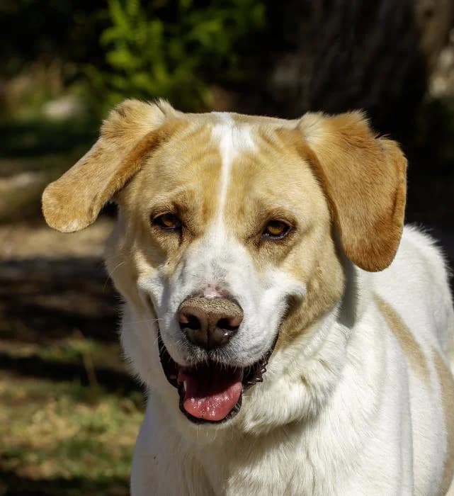Drogon, male senior Mixed Breed for adoption at Protectora Oriolana