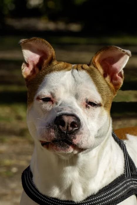 Choclo, male 4yo American Staffordshire Terrier for adoption at Protectora Oriolana