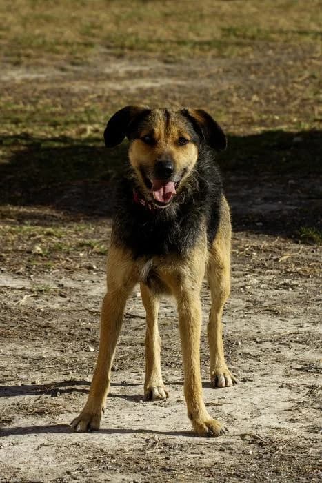 Quinqui, male 3yo Mixed Breed for adoption at Protectora Oriolana