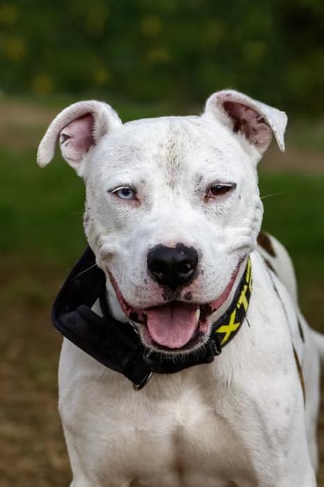 Troni, male 6yo American Staffordshire Terrier for adoption at Protectora Oriolana