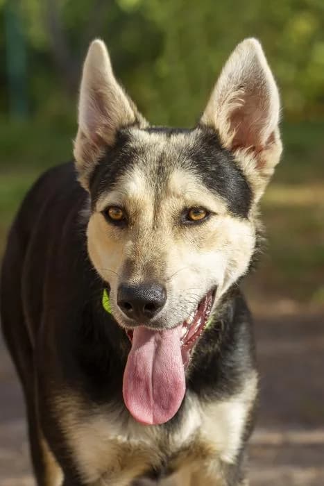 Ares, male young Mixed Breed for adoption at Protectora Oriolana