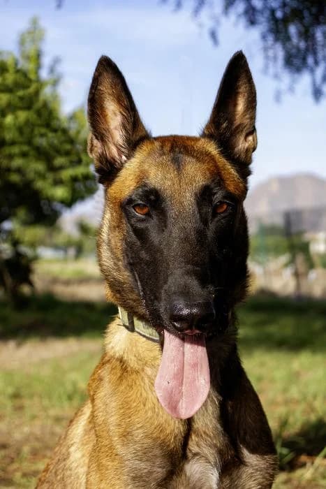 Orion, male 3yo Belgian Malinois for adoption at Protectora Oriolana