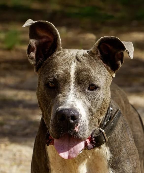 Perdita, female 4yo American Staffordshire Terrier for adoption at Protectora Oriolana