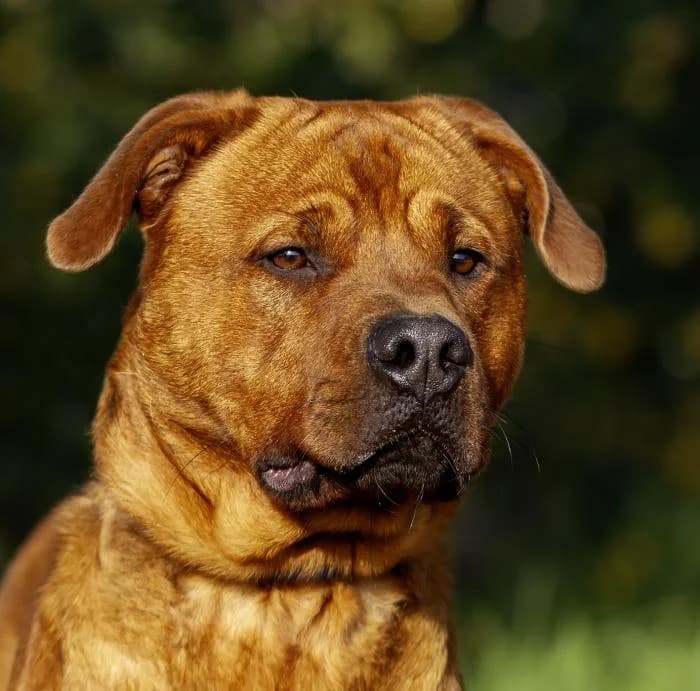 R�O, male young Mixed Breed for adoption at Protectora Oriolana