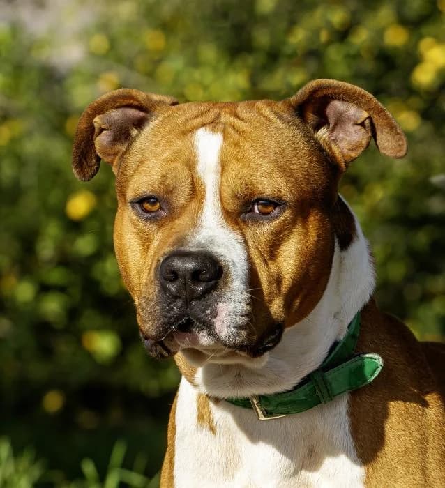 Axas, male 4yo American Staffordshire Terrier for adoption at Protectora Oriolana