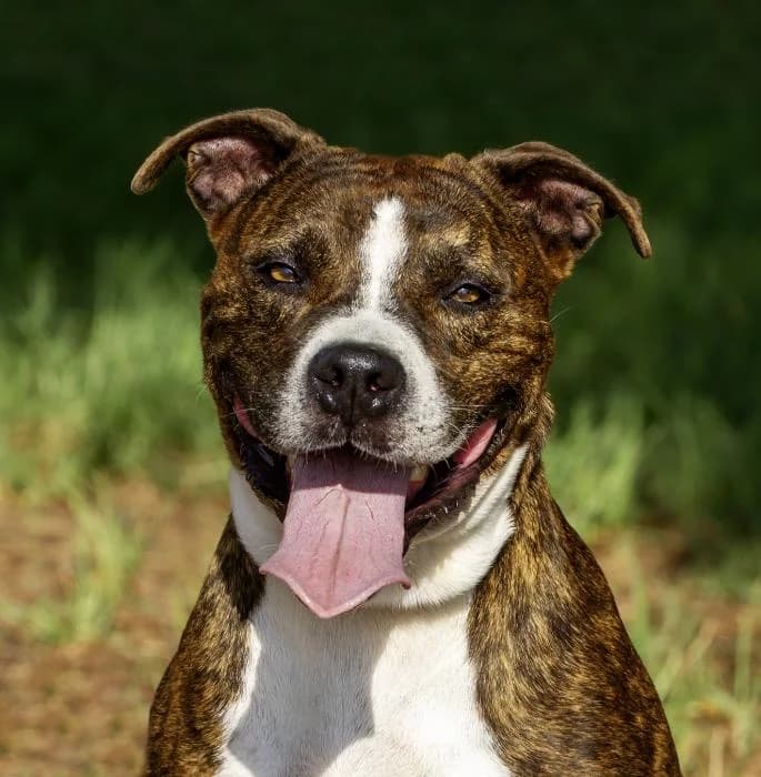 Junior, male 5yo American Staffordshire Terrier for adoption at Protectora Oriolana