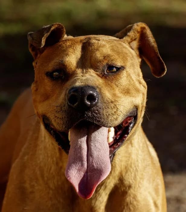 Jazz, female 5yo American Staffordshire Terrier for adoption at Protectora Oriolana