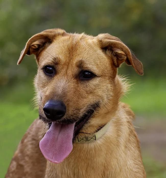 Ni�gara, female young Mixed Breed for adoption at Protectora Oriolana