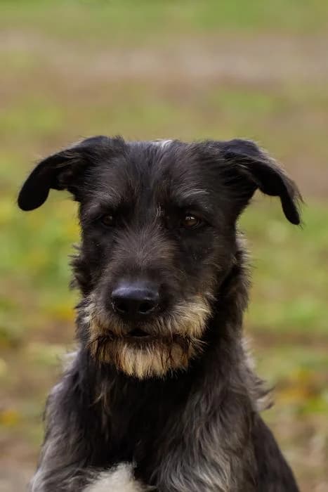 Atalaya, female young Mixed Breed for adoption at Protectora Oriolana