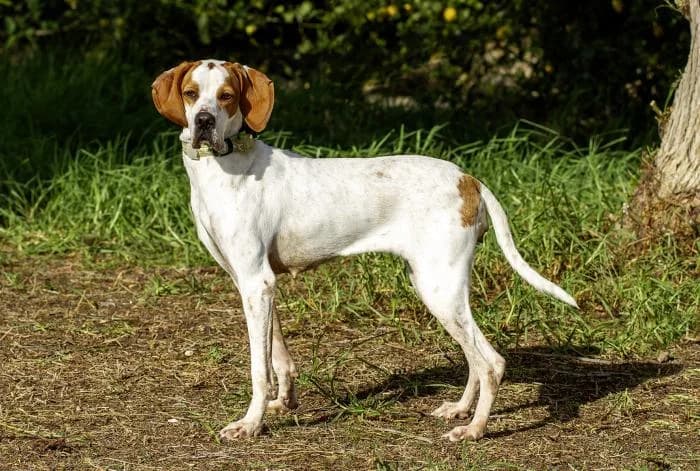 Tacones, female 3yo Pointer for adoption at Protectora Oriolana
