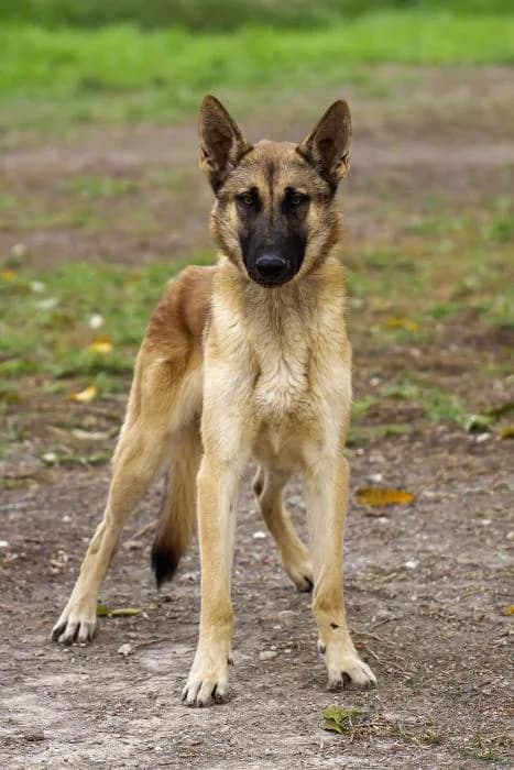 Mario, male 3yo Belgian Malinois for adoption at Protectora Oriolana
