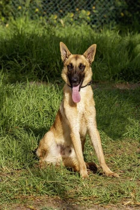 Luigi, male 3yo Belgian Malinois for adoption at Protectora Oriolana