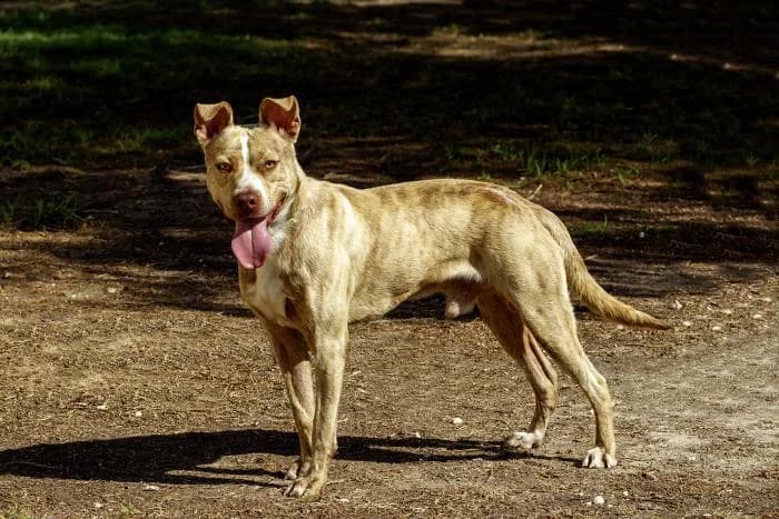 Tyson, male young Mixed Breed for adoption at Protectora Oriolana