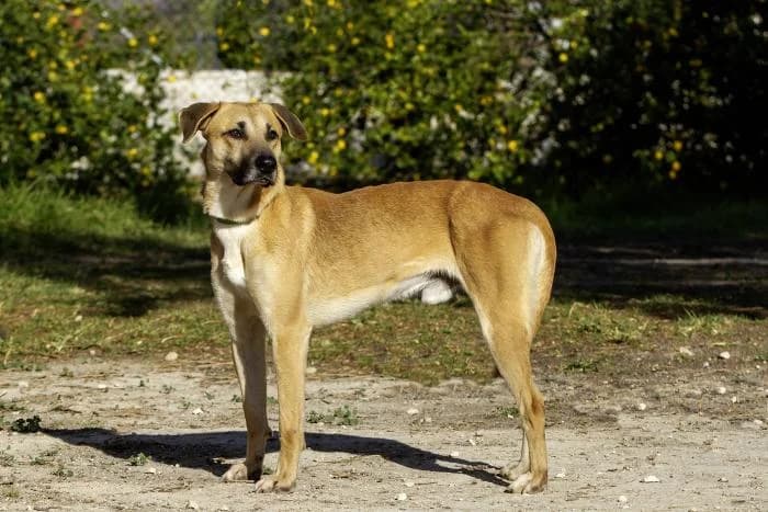 Or�gano, male 4yo Mixed Breed for adoption at Protectora Oriolana