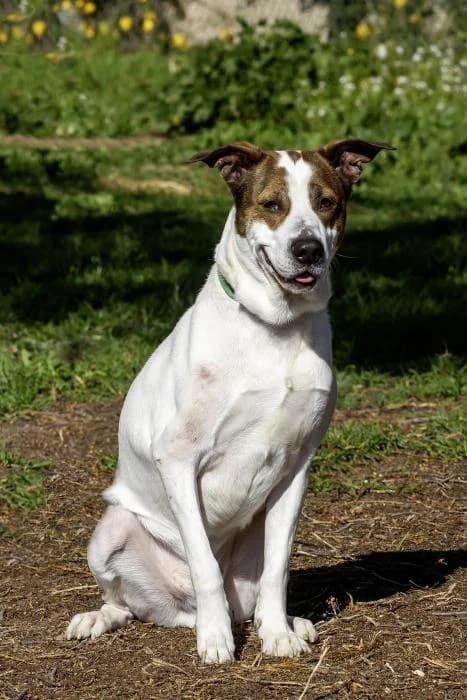 Romero, male 4yo Mixed Breed for adoption at Protectora Oriolana