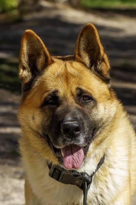 Ingli, male 5yo Mixed Breed for adoption at Protectora Oriolana