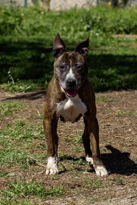 La menchu, female senior American Staffordshire Terrier for adoption at Protectora Oriolana