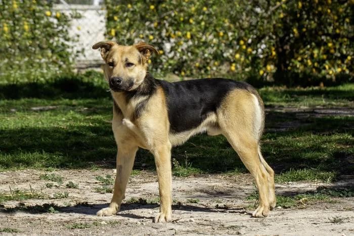 Comino, male 4yo Mixed Breed for adoption at Protectora Oriolana