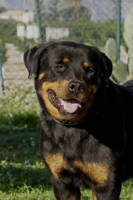 Trapo, male 6yo mixed breed for adoption at Protectora Oriolana