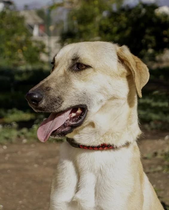 Filem�n, male young Mixed Breed for adoption at Protectora Oriolana