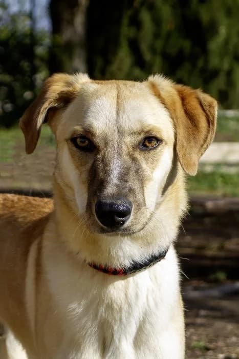 Mortadelo, male young Mixed Breed for adoption at Protectora Oriolana