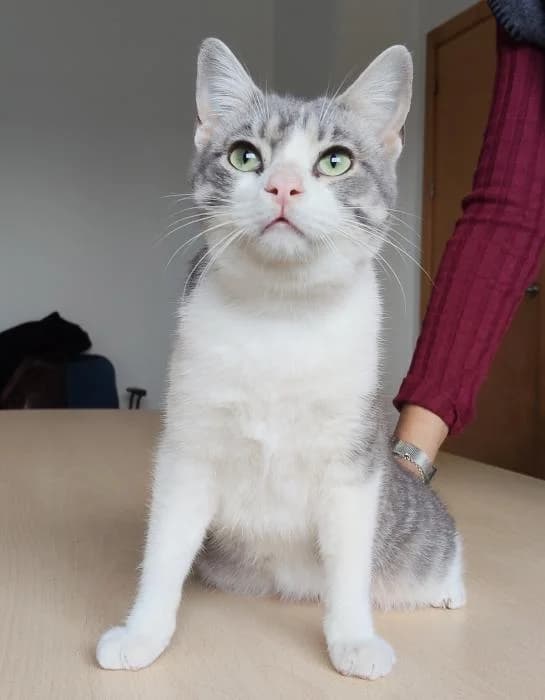 Mateo, male young European Shorthair for adoption at Protectora Oriolana