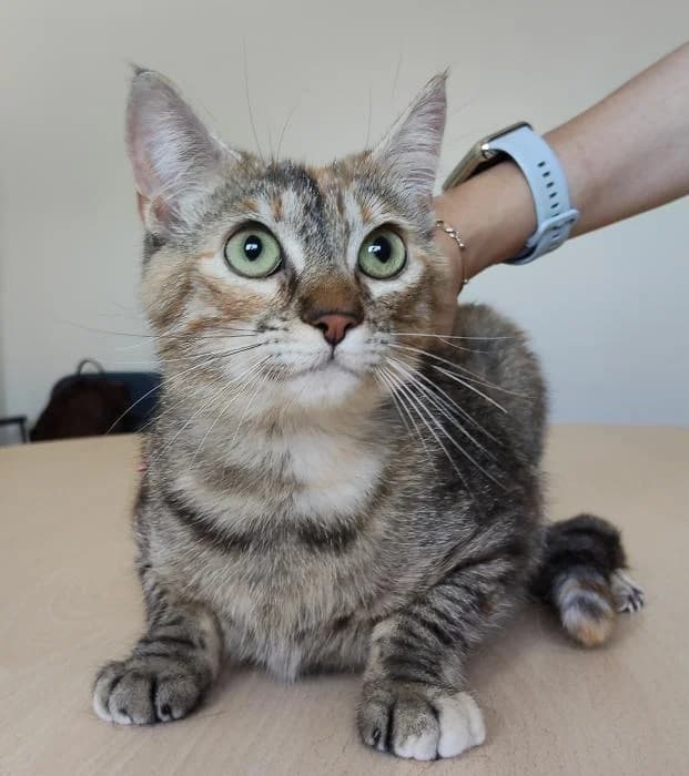 Romina, female young European Shorthair for adoption at Protectora Oriolana