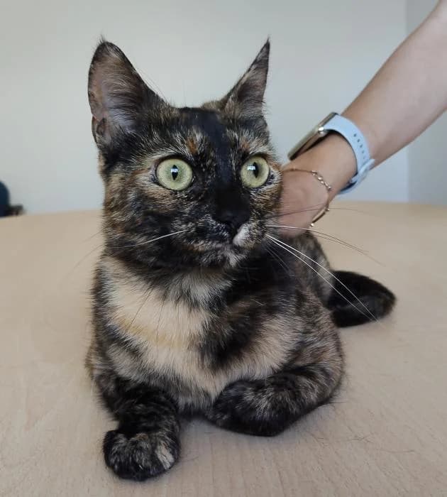 Rihana, female young European Shorthair for adoption at Protectora Oriolana