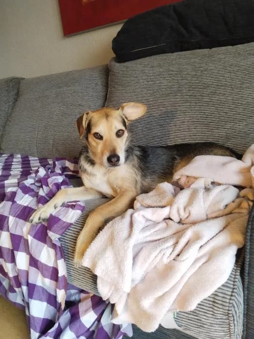 Sabiondo, male young Mixed Breed for adoption at Protectora Oriolana