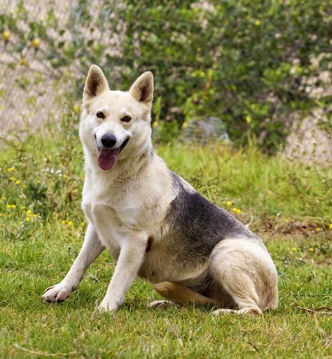 Fragata, female senior Mixed Breed for adoption at Protectora Oriolana